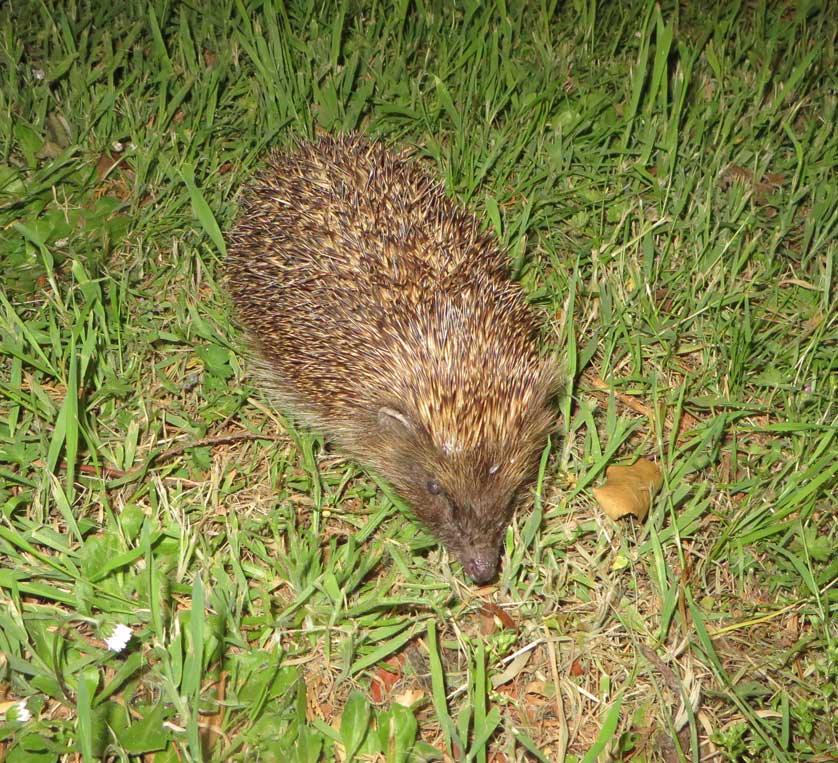 Hedgehogs, like foxes, often make their homes in English gardens.