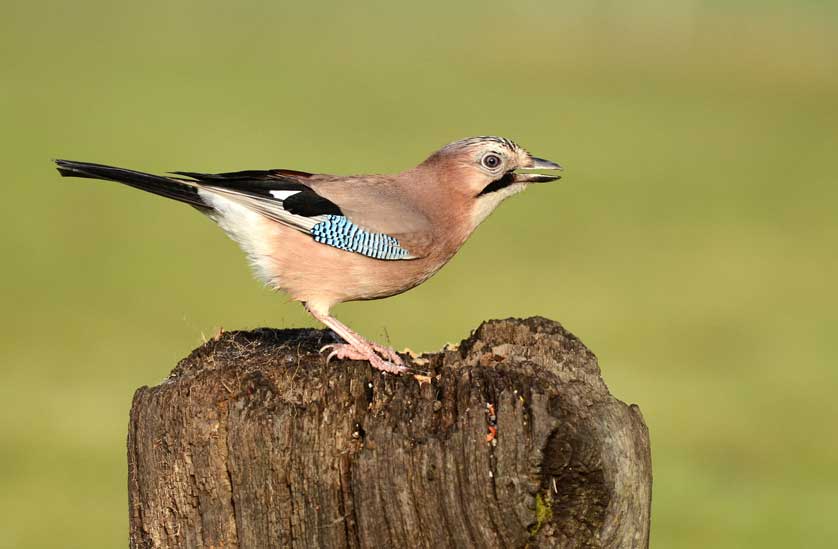 Bird feeders can be simple or elaborate affairs; here a Eurasian Jay takes food from a photogenic post © Kath Aggiss.