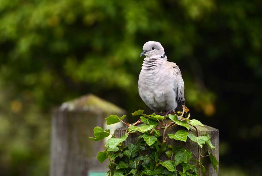 Collared Dove © Kath Aggiss.