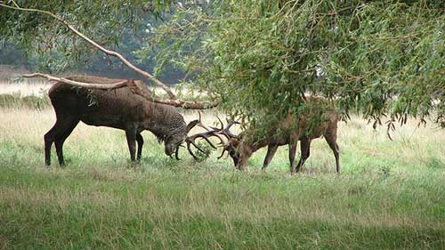 Bushy Park, London, UK.