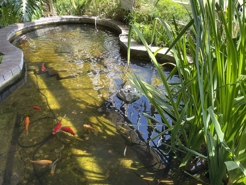 Goldfish in the conservatory.