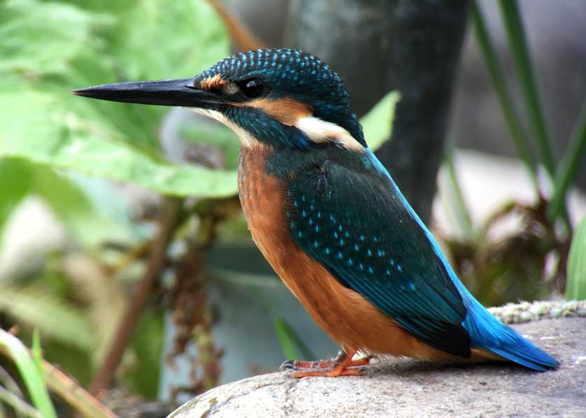 Common Kingfisher © Mark Brazil.