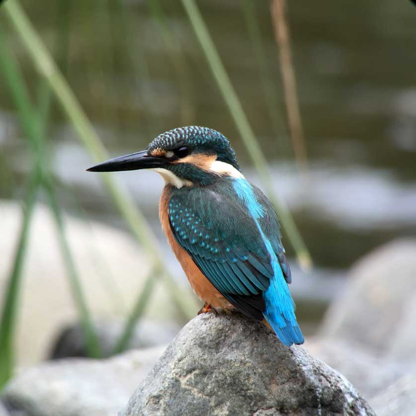 Common Kingfisher © Mark Brazil.