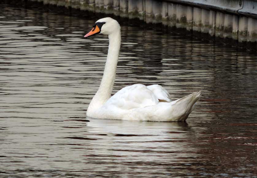 Mute swan © Mark Brazil.