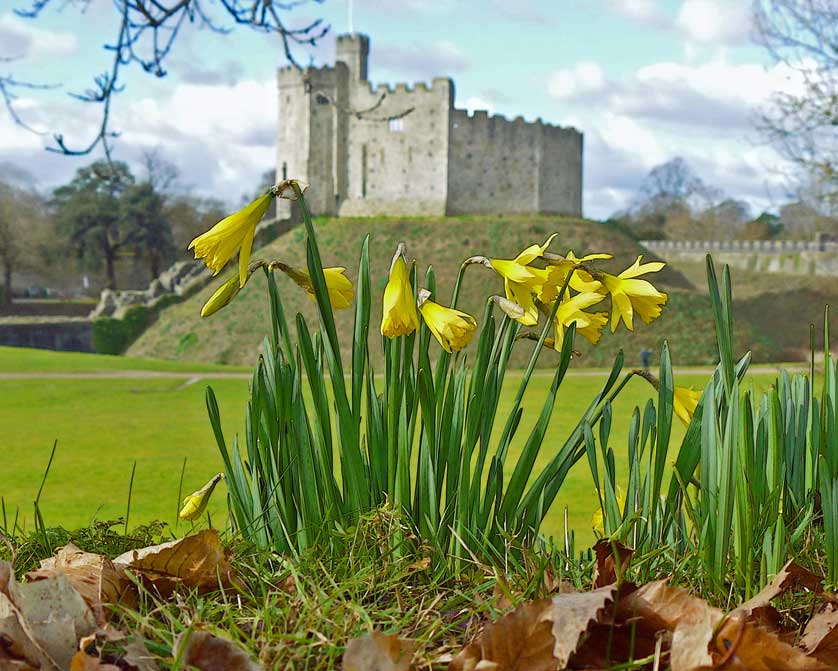 Daffodils, Cardiff Castle, Wales, UK