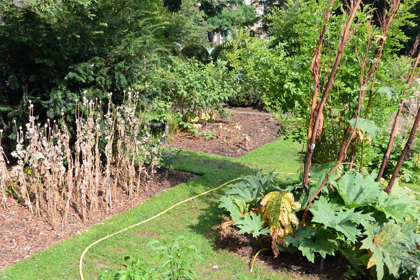 The Chelsea Physic Garden contains around  5,000 different species of medicinal and rare plants.