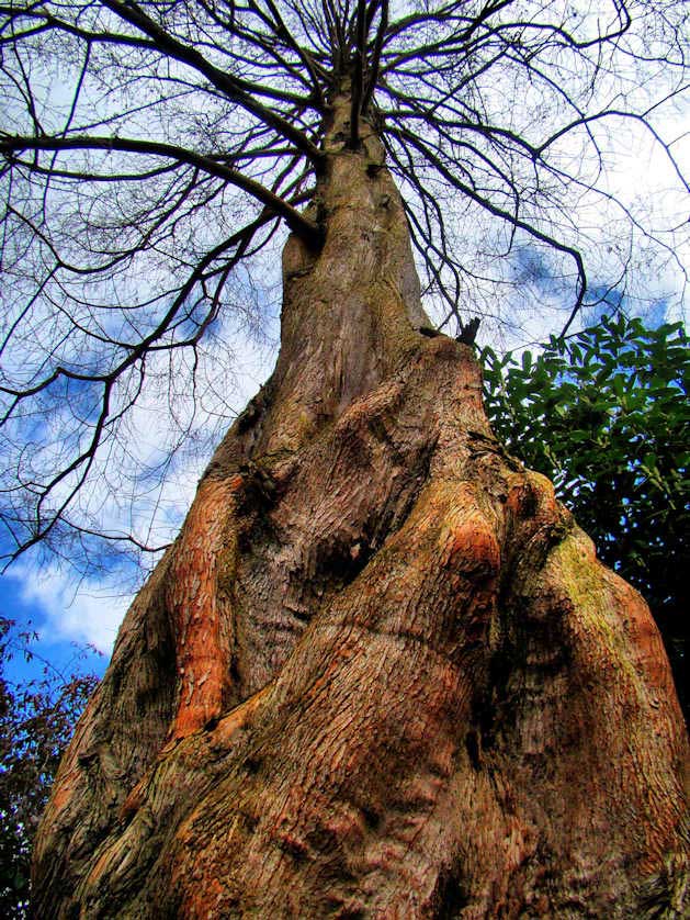 A Champion Tree, a Dawn Redwood now 25 meters tall, in Fellows Garden, Clare College.