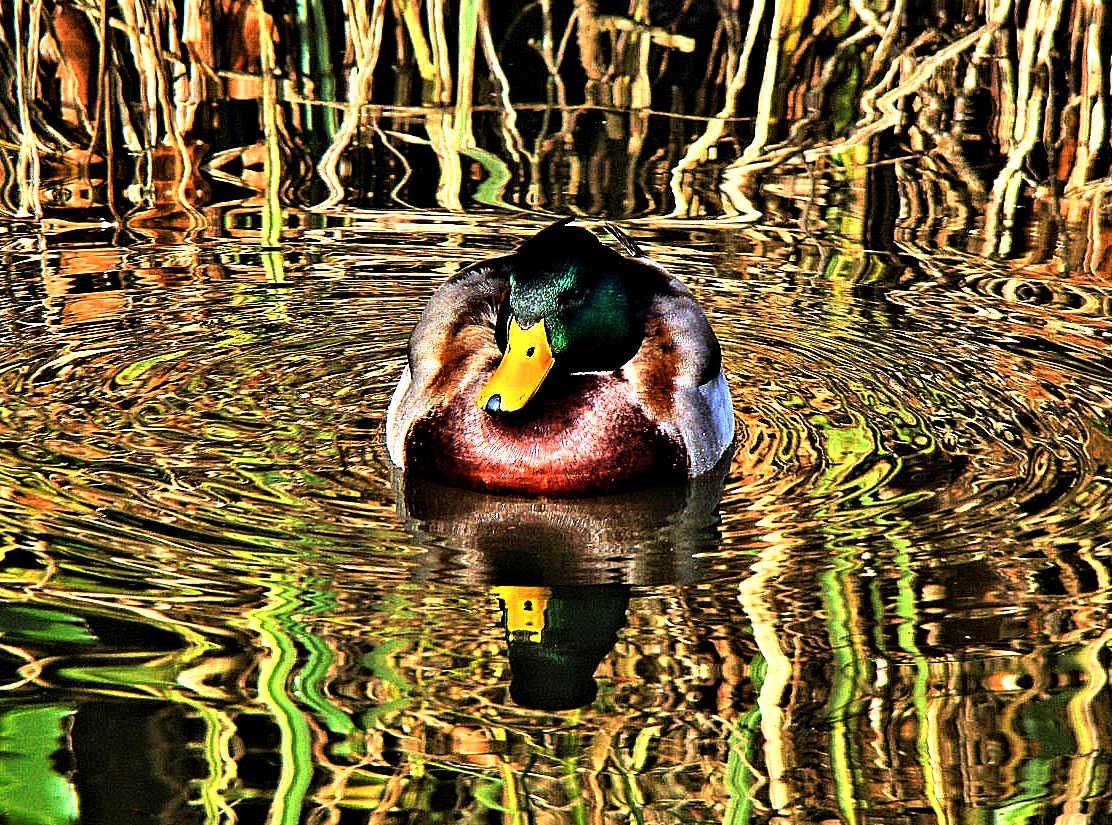 The canal is an oasis of nature teeming with wildlife such as ducks and swans.