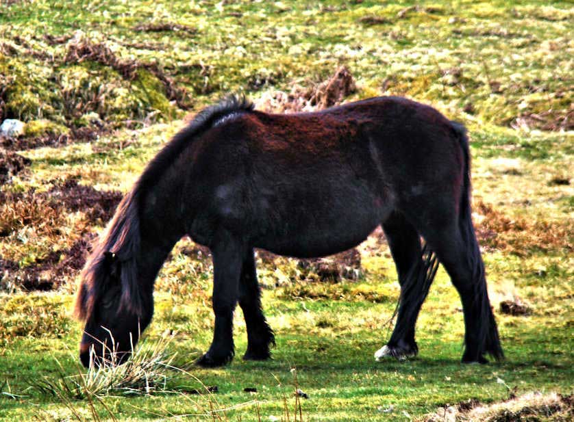 A Dartmoor Pony grazing is one of the iconic sights on Dartmoor.