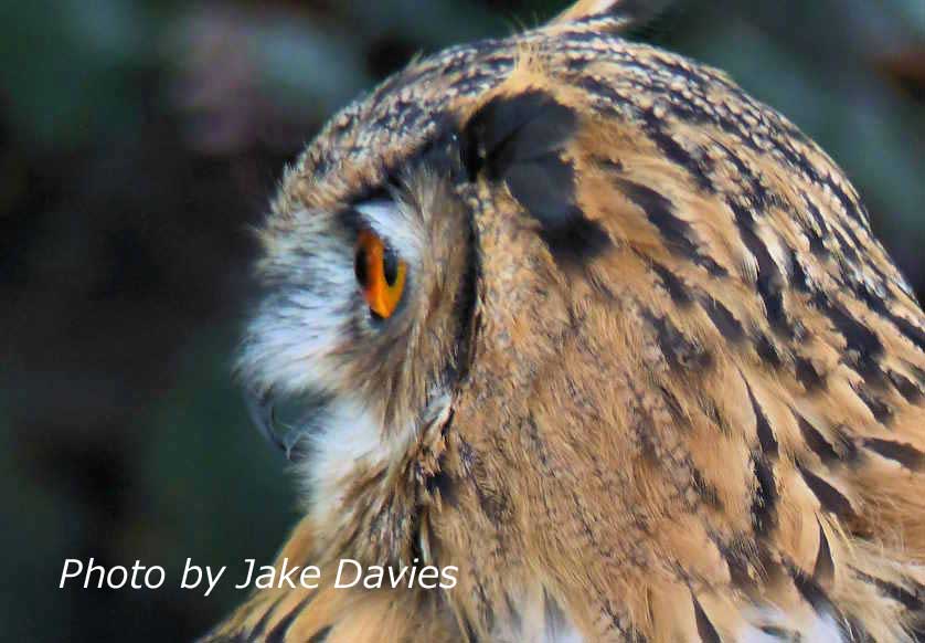 Eagle Owl, UK.