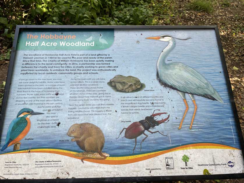 Wildlife in the Hobbayne Half Acre Woodland, Ealing, London.