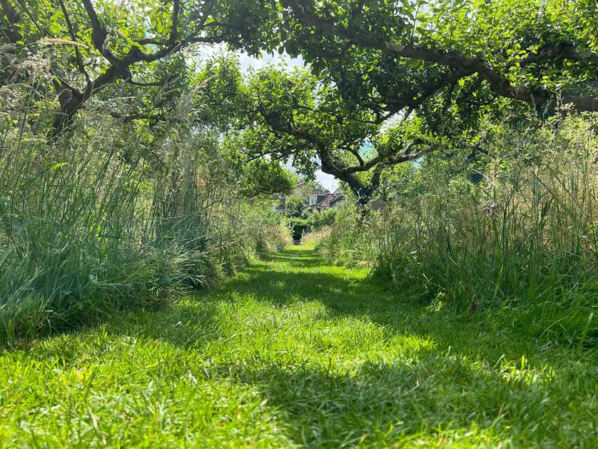A beautiful day in the garden in early June.