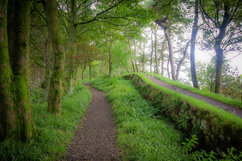 Hadrian's Wall here in an area of woodland.
