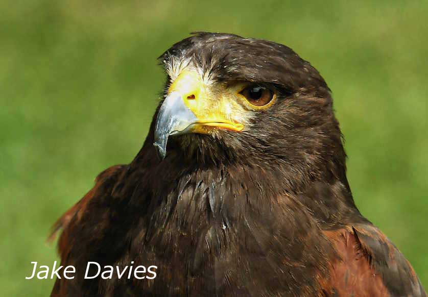 Harris Hawk.