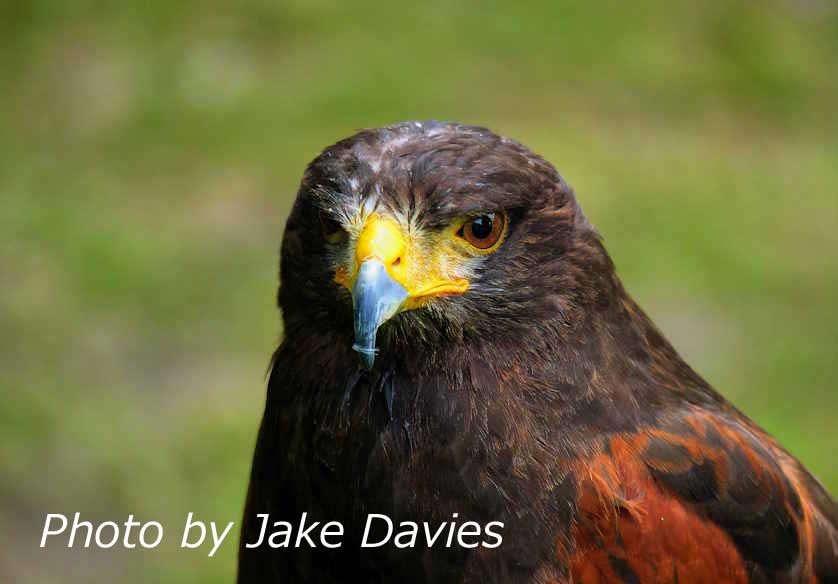 Harris Hawk.