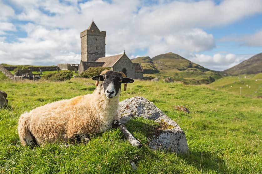 Black Faced Sheep