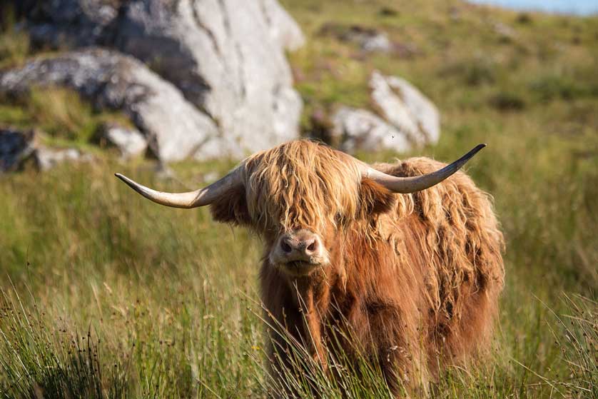 Cattle, Hebrides, Scotland