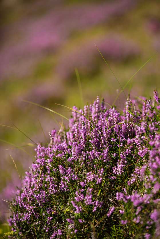Hebrides heather