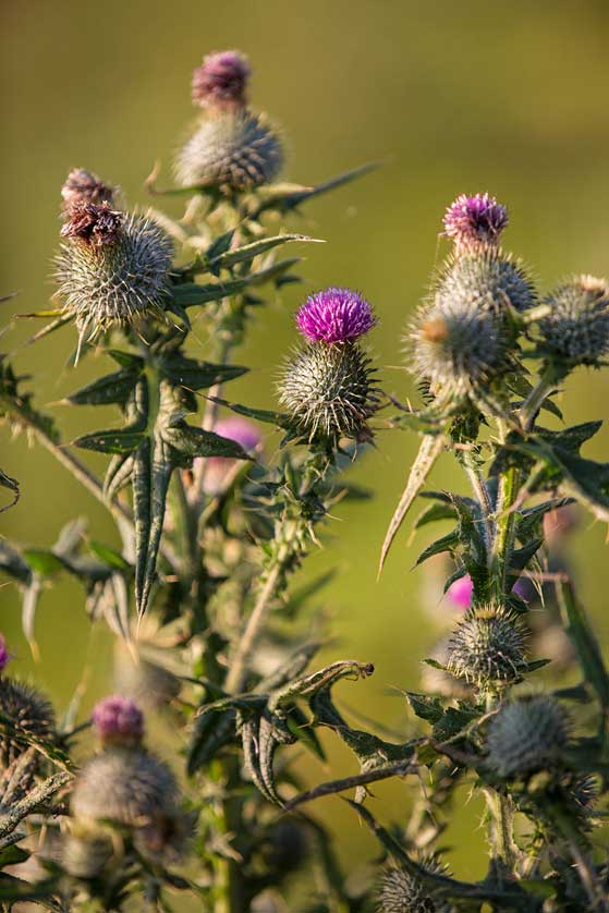 Hebrides thistle