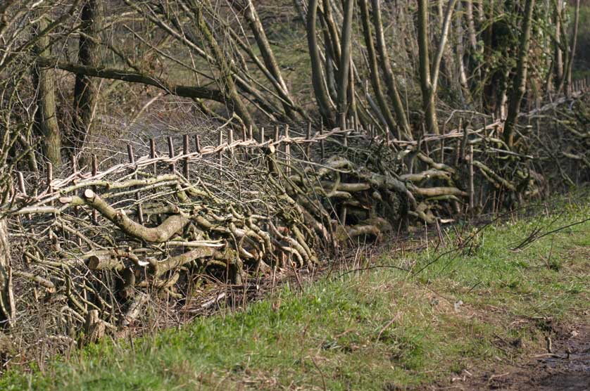 Layed hedge, UK.
