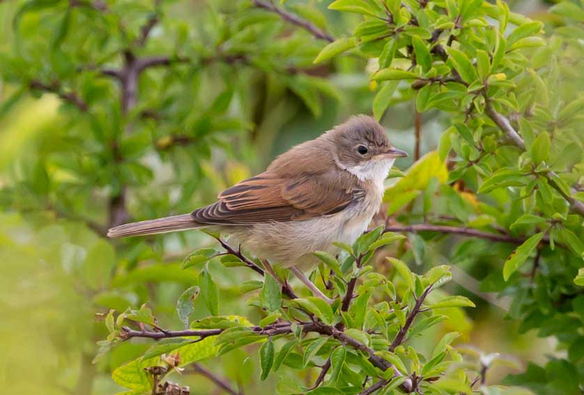 Common Whitethroat, a bird of hedgerows.