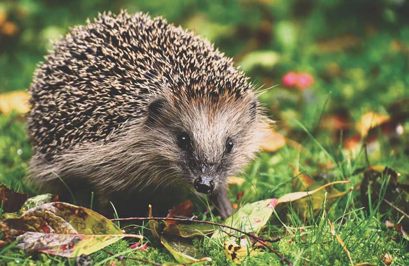 Hedgehogs, as their names suggest, are at home exploring hedgerows in search of invertebrate prey.