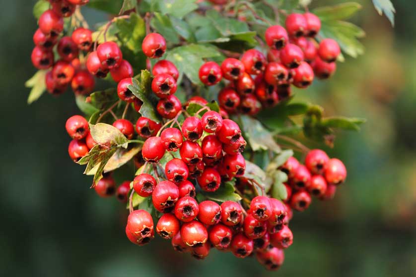 Hawthorn is perhaps the most common hedgerow tree.