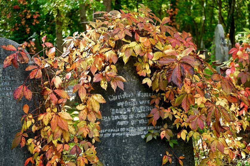 Autumn leaves cover this grave.