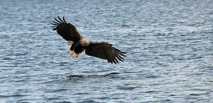 Sea Eagle, Scottish Highlands, Scotland, UK.