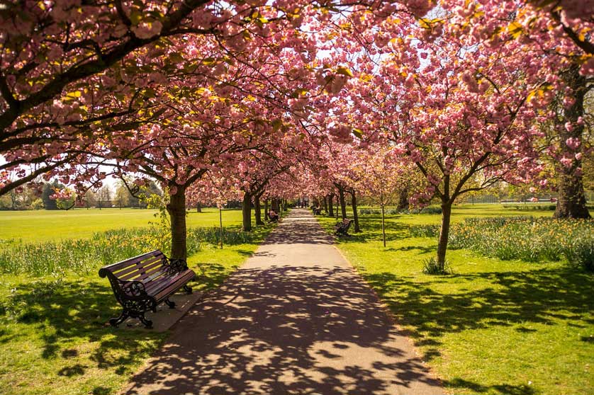 Blossom in the park.