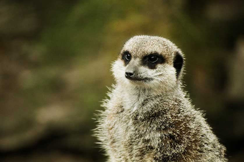 London Zoo, Regent's Park.