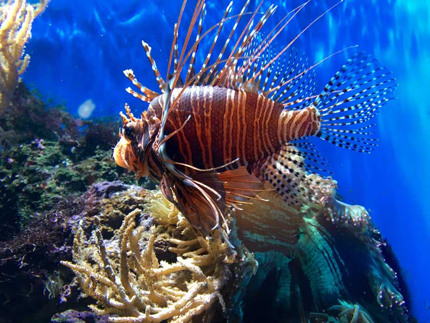 Tropical fish in the zoo's aquarium.