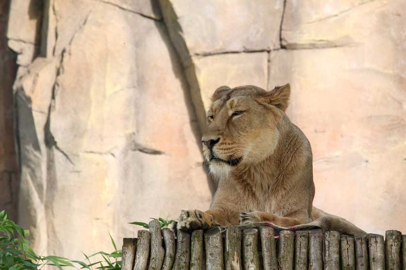 London Zoo, Regent's Park, London, UK.