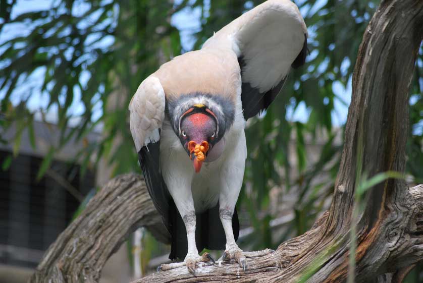 King Vultures live in found in Central and South America.