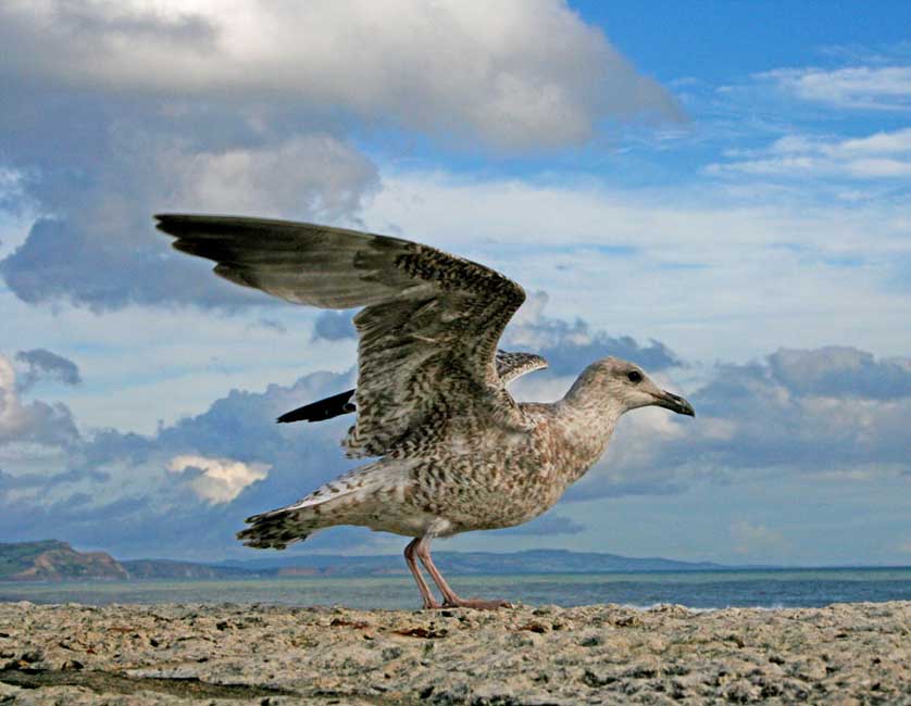 You may have to share your beach space with a gull or two.