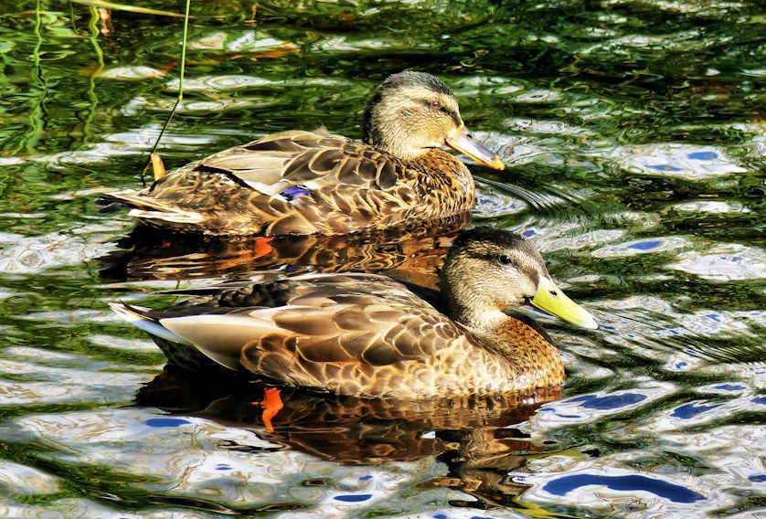 A pair of mallards on the River Conwy in Llanrwst. The drake is in its eclipse plumage, out of mating season.