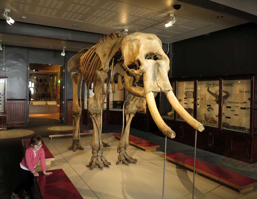 Manchester Museum.