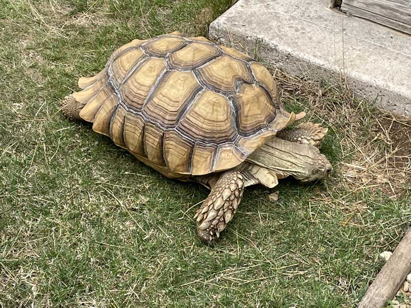 The tortoise loves Mapperton too!