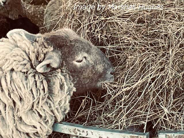 Sheep at Llwyn-yr-eos farmhouse (1820).