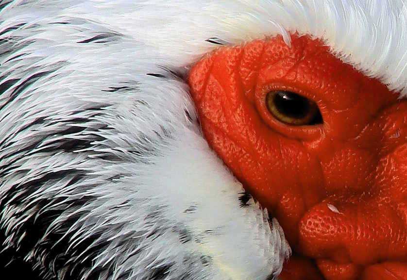 A drake Muscovy duck showing the facial caruncle.
