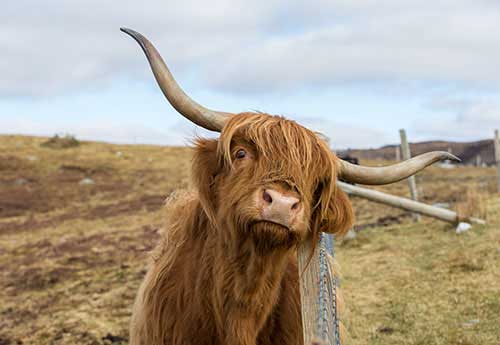 Highland Cattle, Scotland, UK.