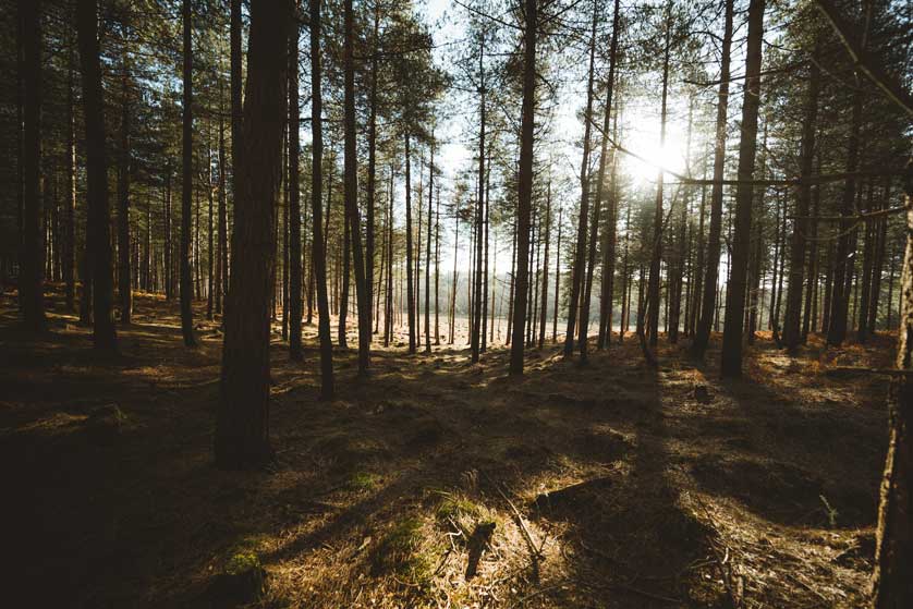 New Forest National Park.