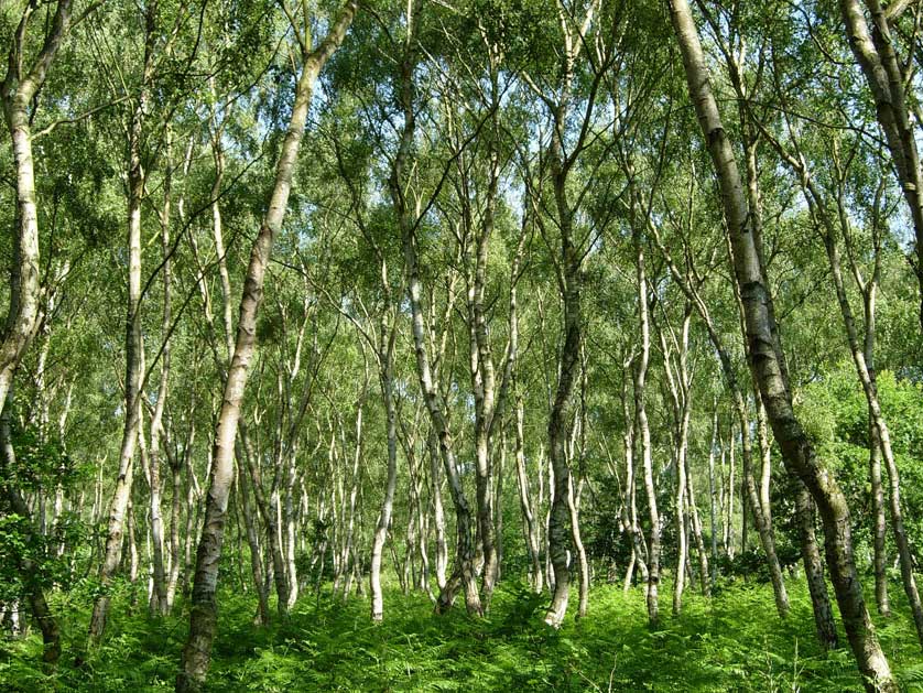 Sherwood Forest where Robin Hood defied the Sheriff of Nottingham.