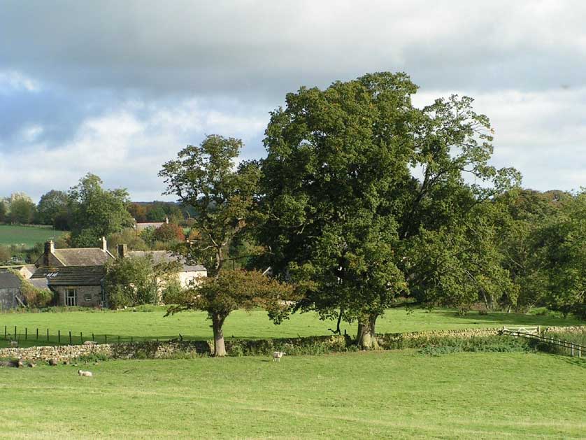 Oak tree in the British countryside.