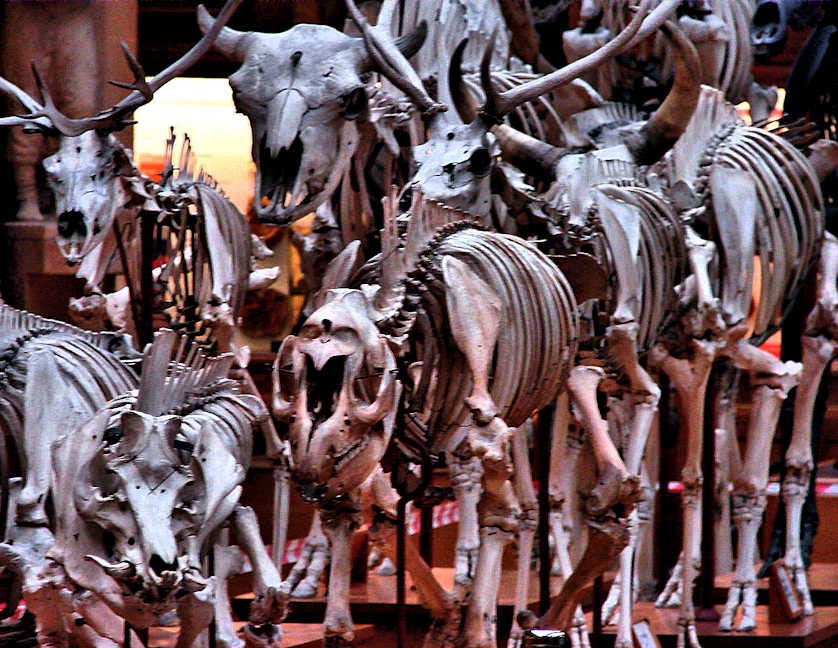 Part of the display of animal skeletons at the Oxford University Museum of Natural History.