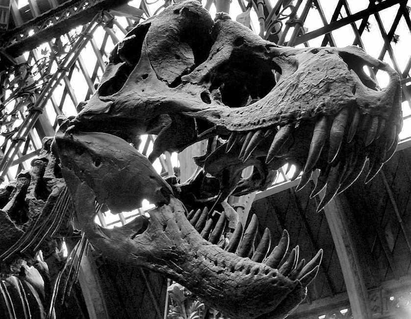 The T-Rex skeleton at the Natural History Museum in Oxford University.