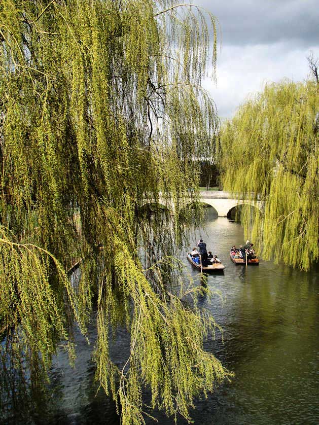 The Backs in Cambridge are the most popular spot for punting.