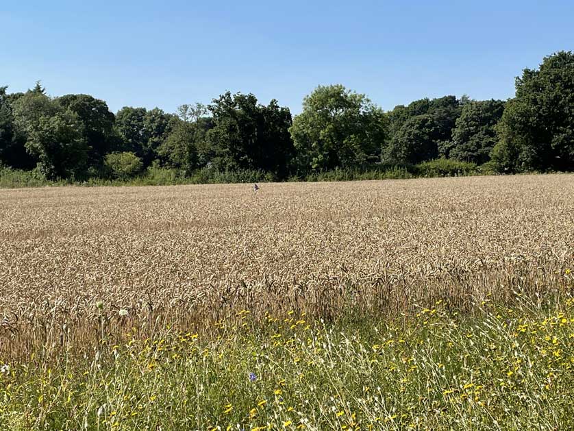The estate has fields of wheat and is a haven for wild flowers and birds.