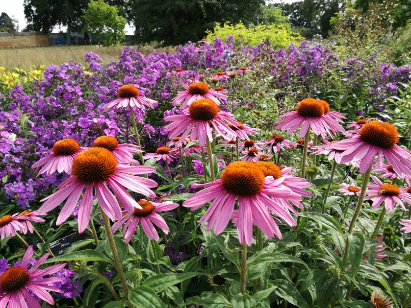 The Royal Horticultural Society at Wisley.