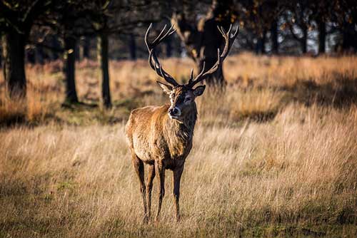 Richmond Park, Richmond, London, England, UK.
